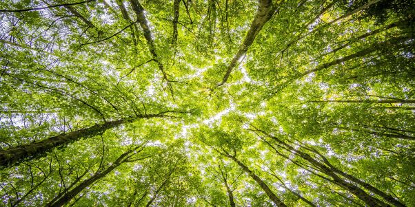 Forest of Marston Vale joins The Queen’s Commonwealth Canopy